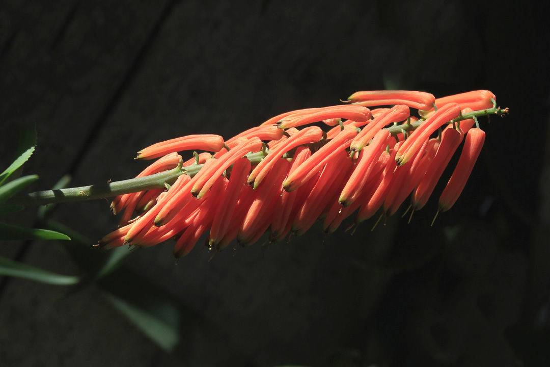 Aloe ciliaris