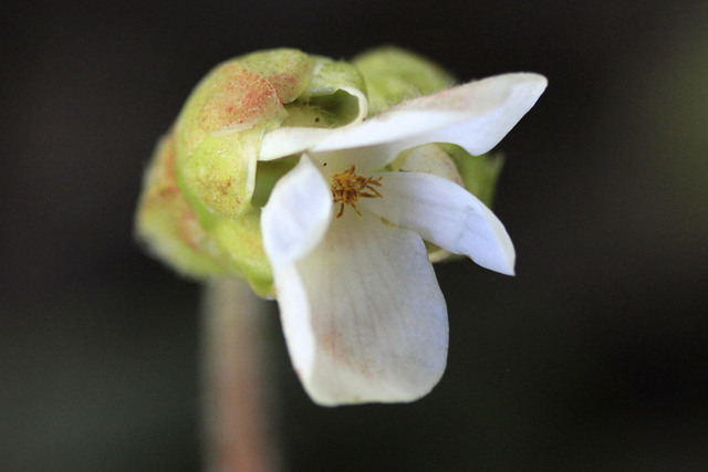 Begonia 'San Miguel'