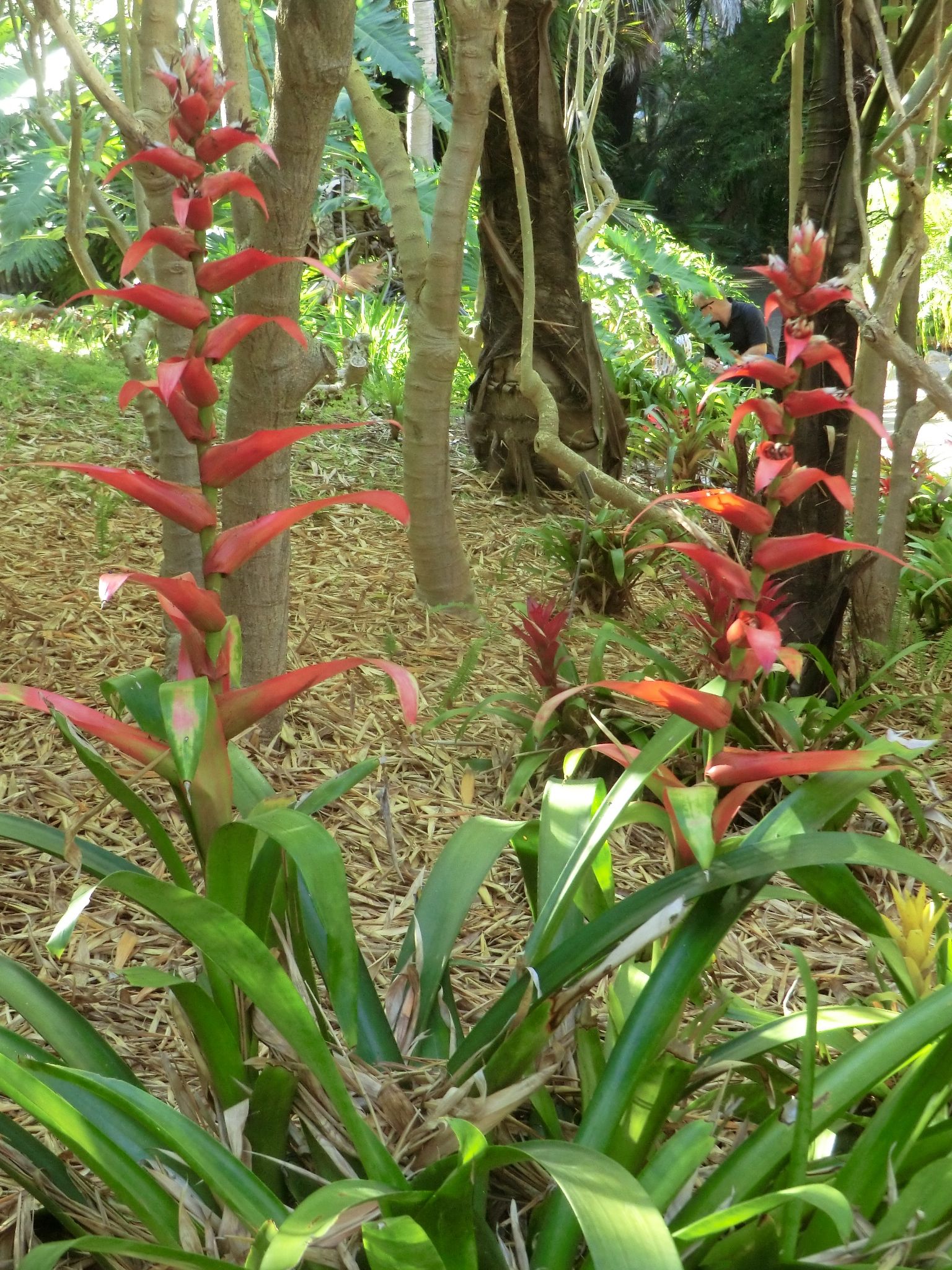 Guzmania wittmackii ?