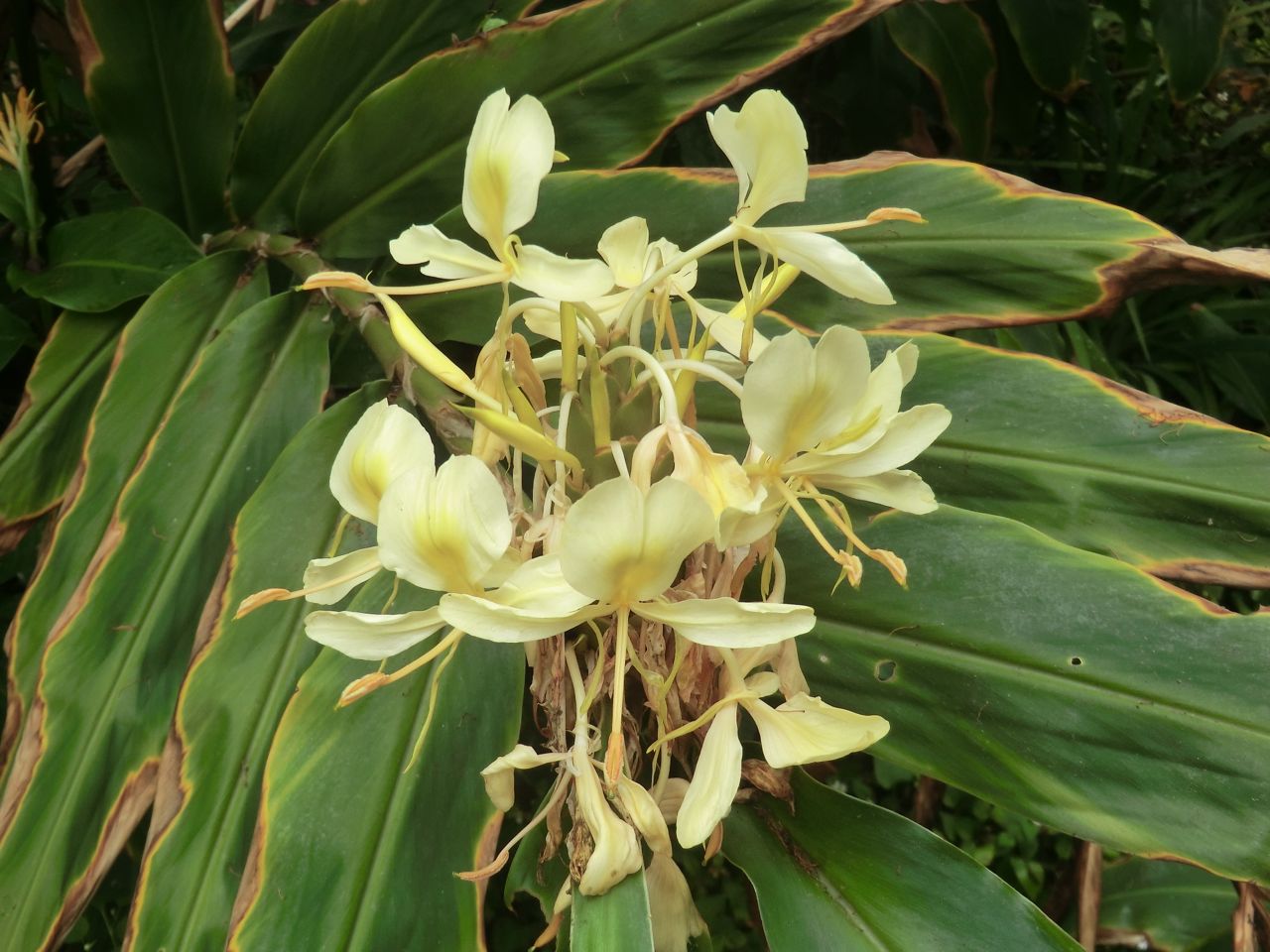 Hedychium flavescens