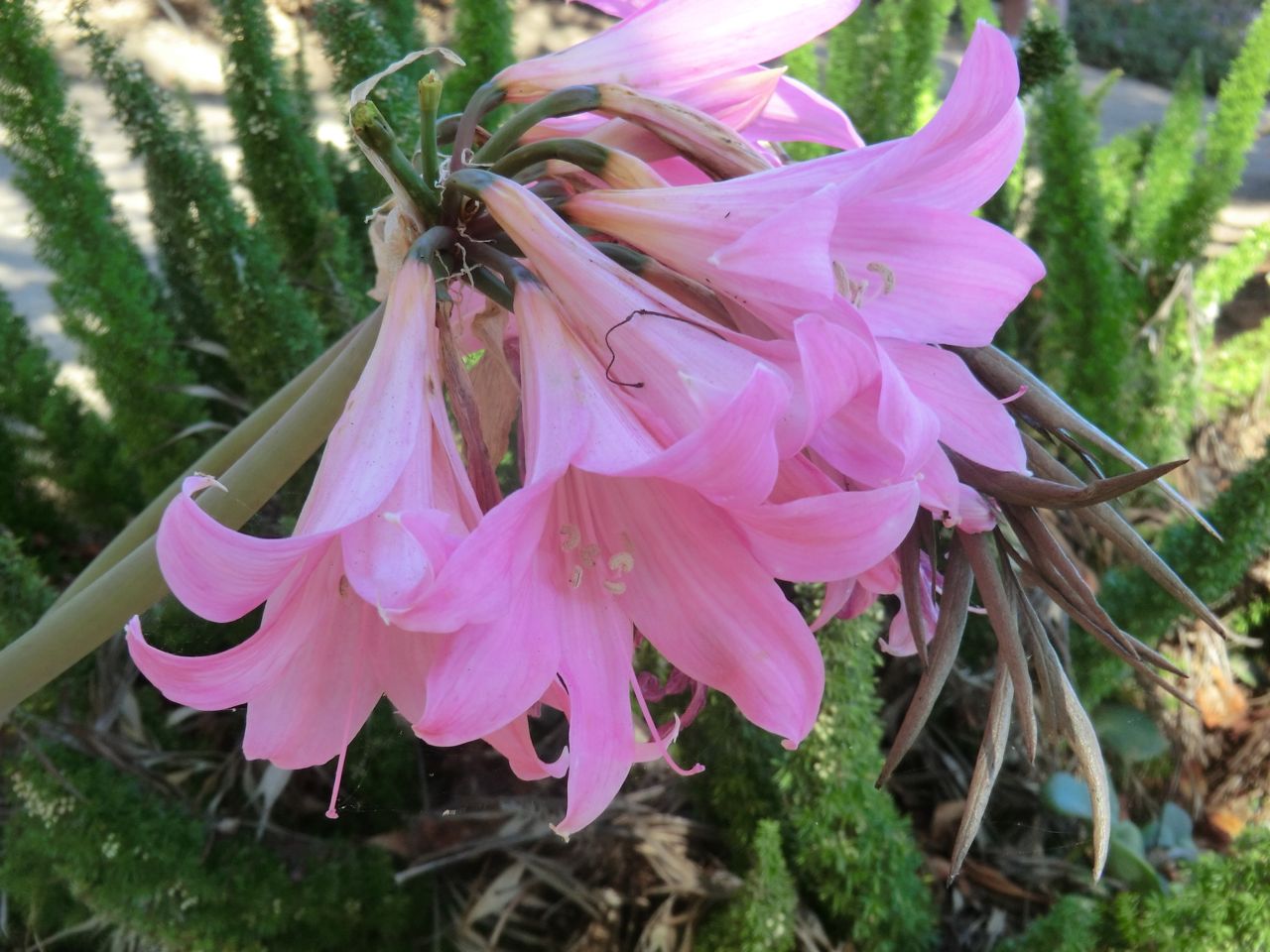 Amaryllis belladona