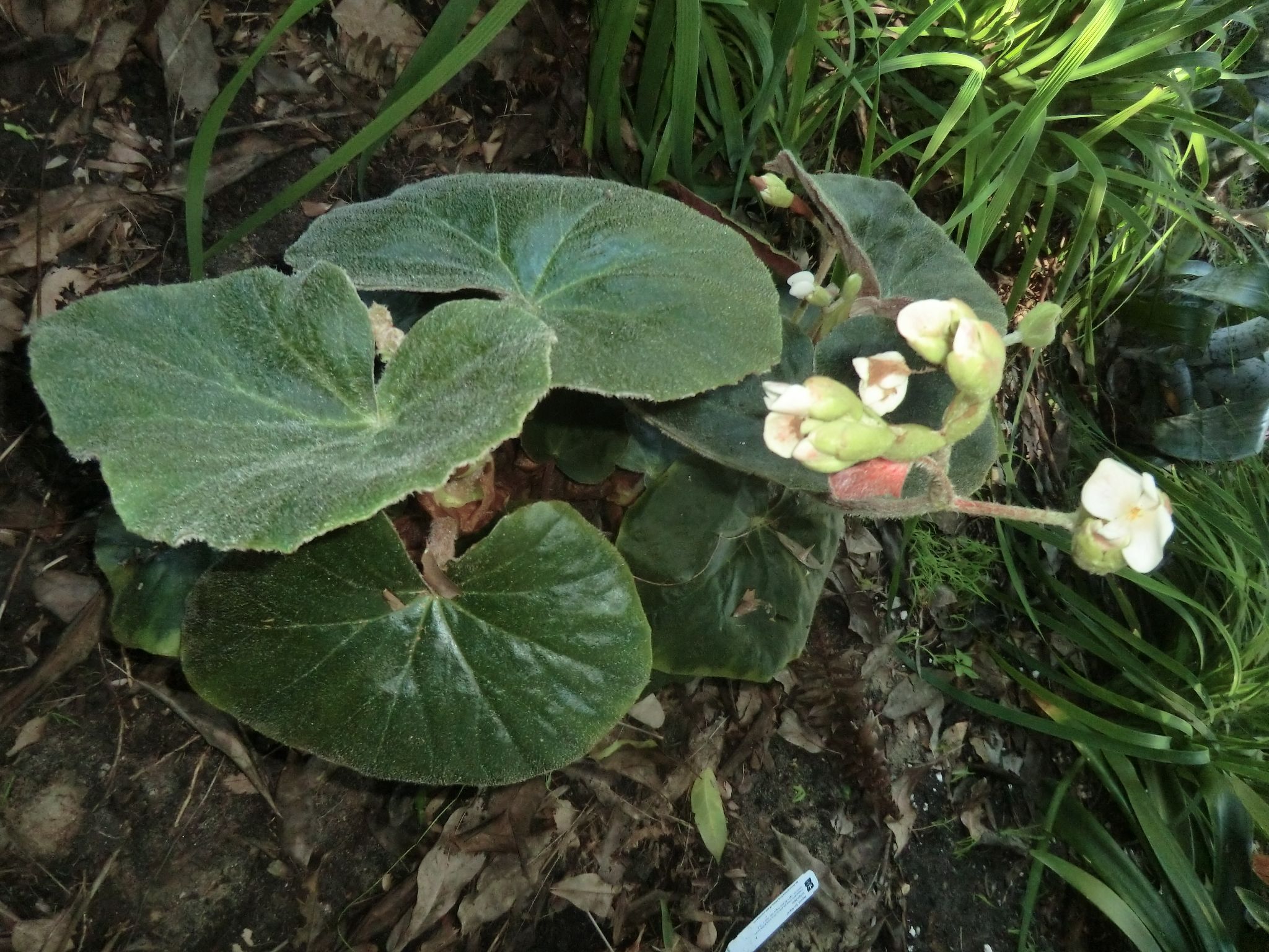 Begonia 'San Miguel'
