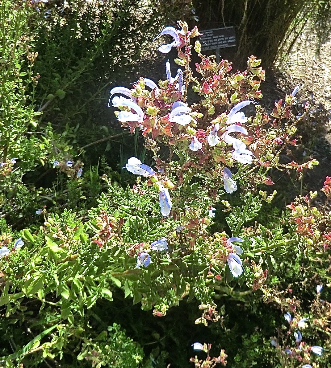 Salvia stenophylla