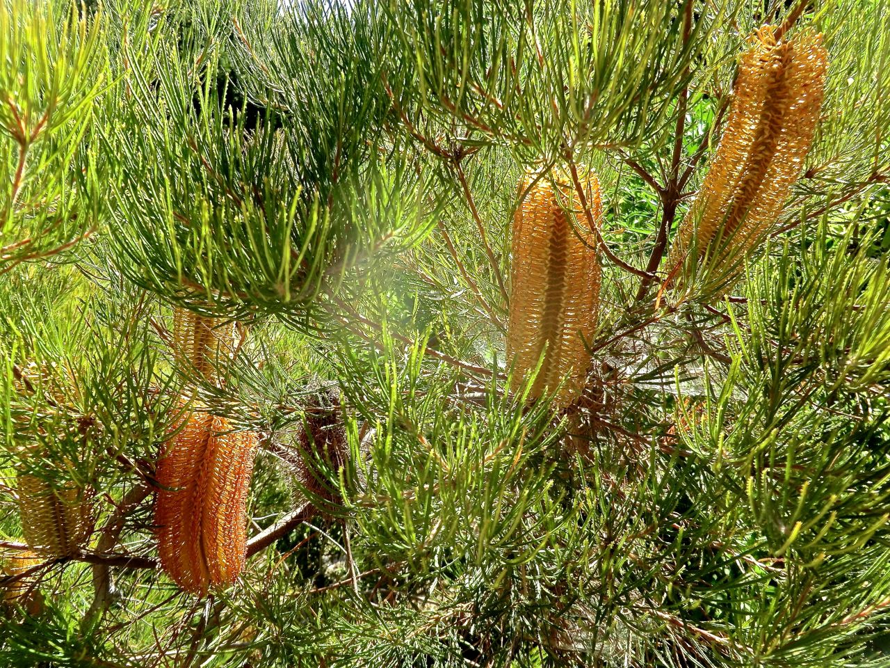 Banksia spinulosa var cunninghamia