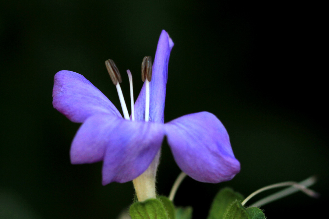 Bush Violet (flower) - Barleria obtusa