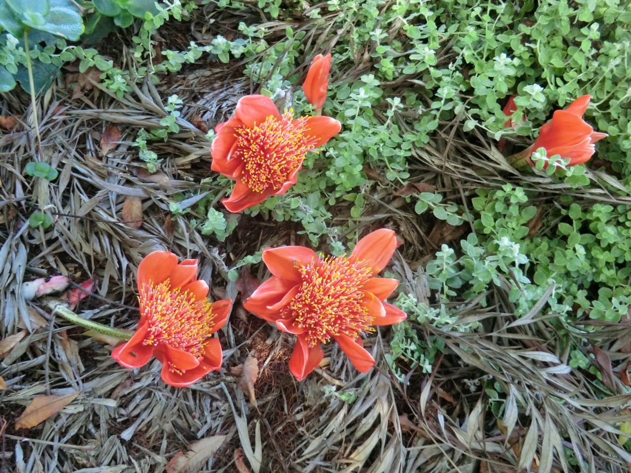 Haemanthus coccineus