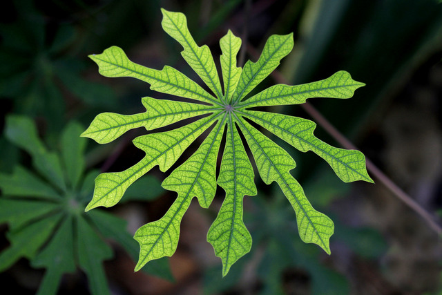 Manihot carthagenensis