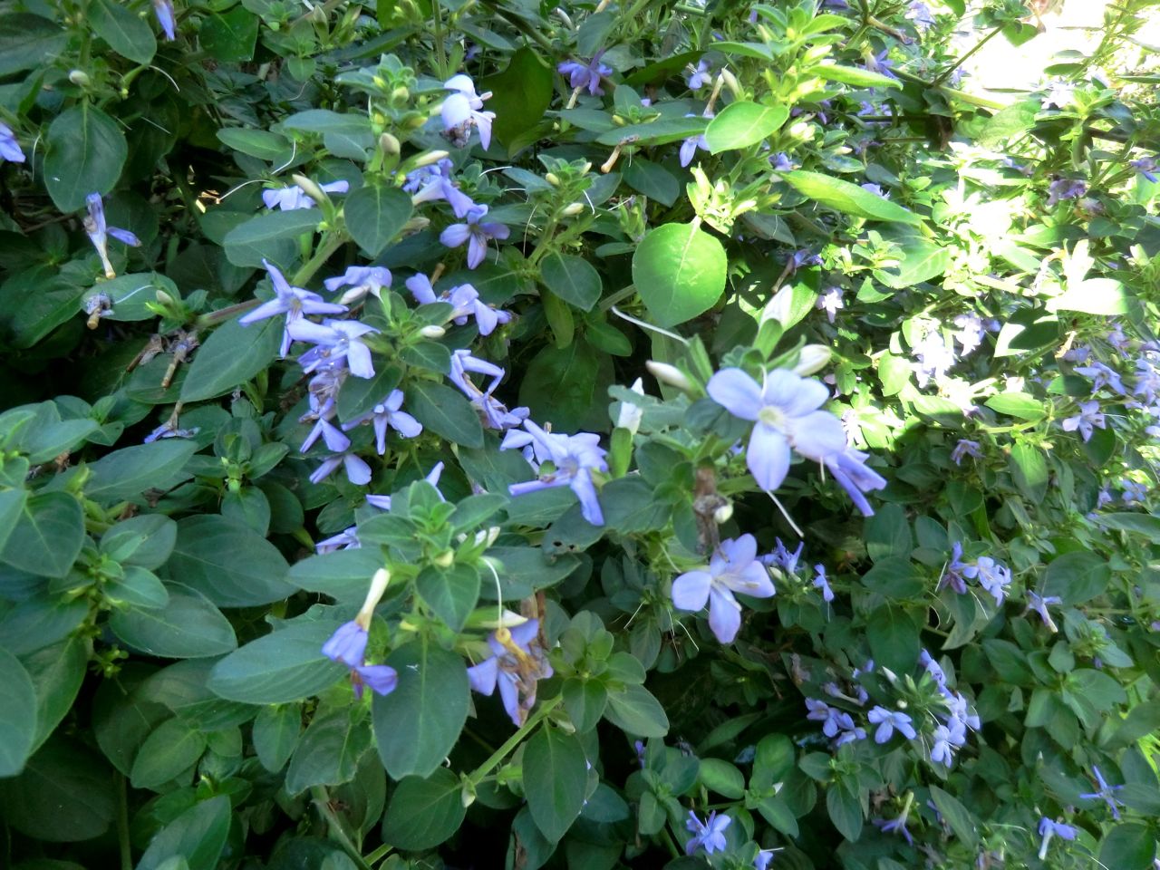 Barleria obtusa