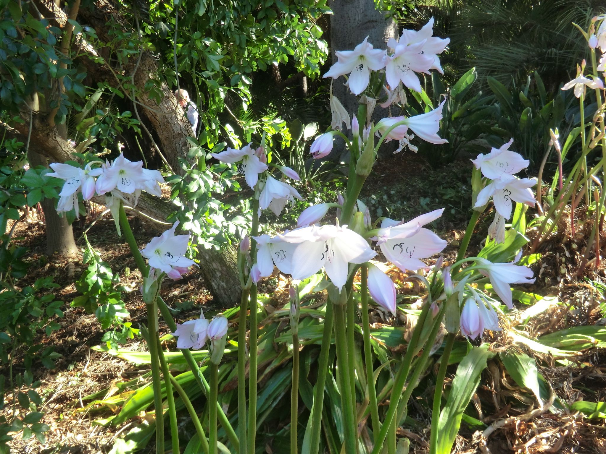 Amaryllis belladonna