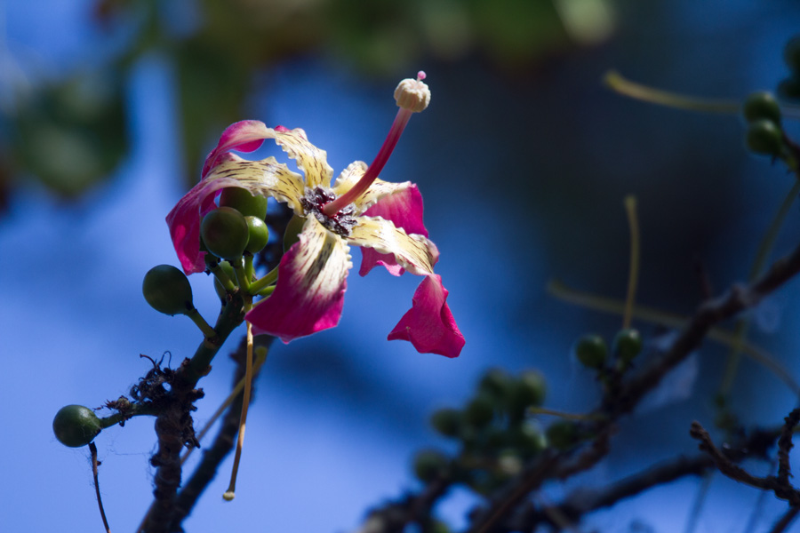 Ceiba speciosa