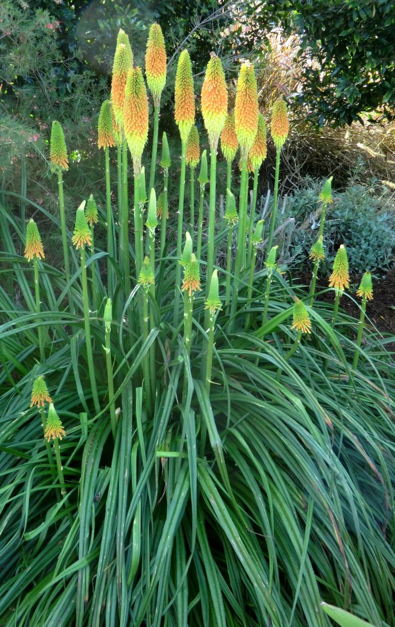 Kniphofia uvaria