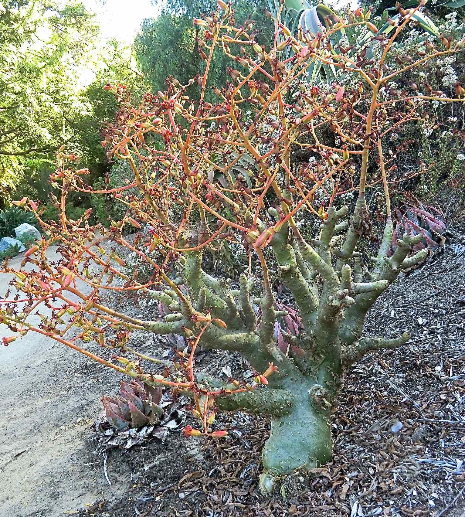 Tylecodon paniculatus