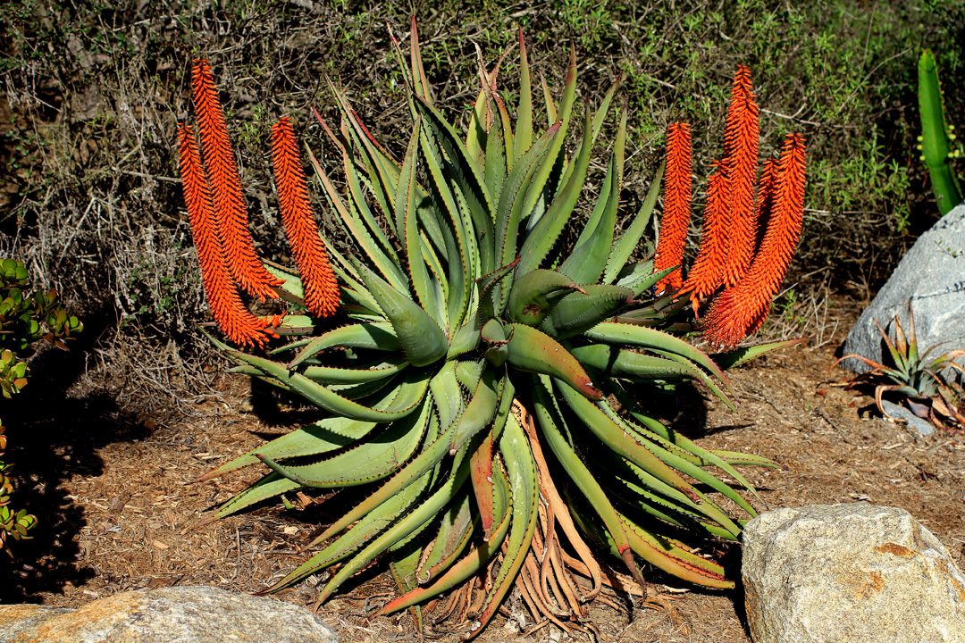 Aloe sp.