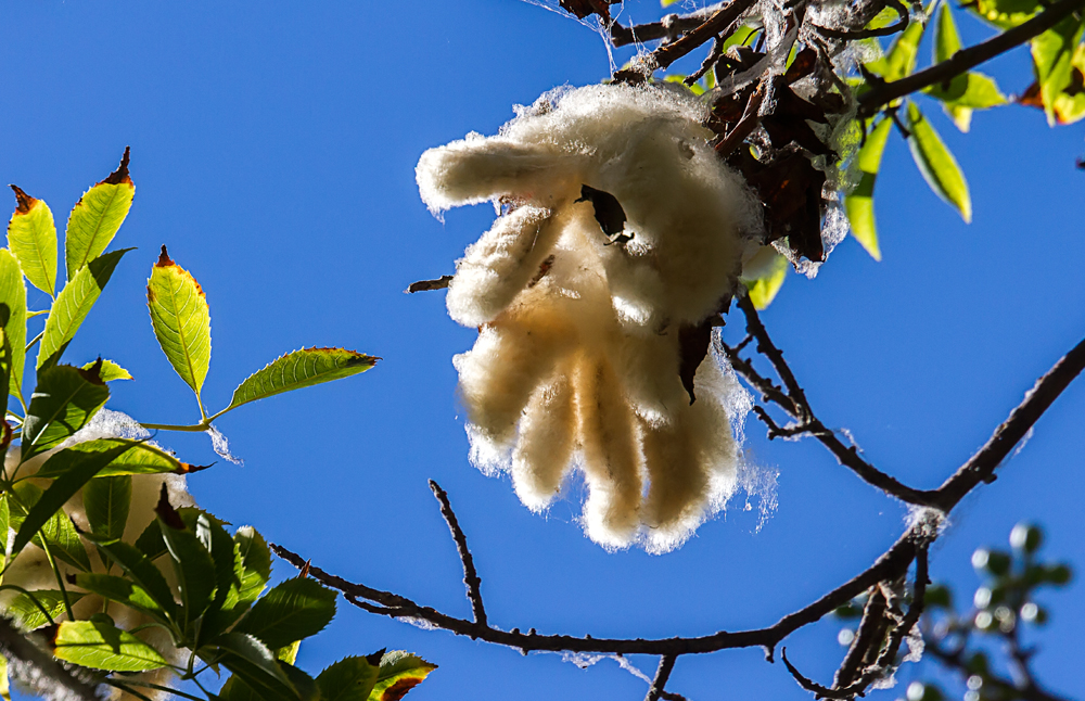 Ceiba speciosa