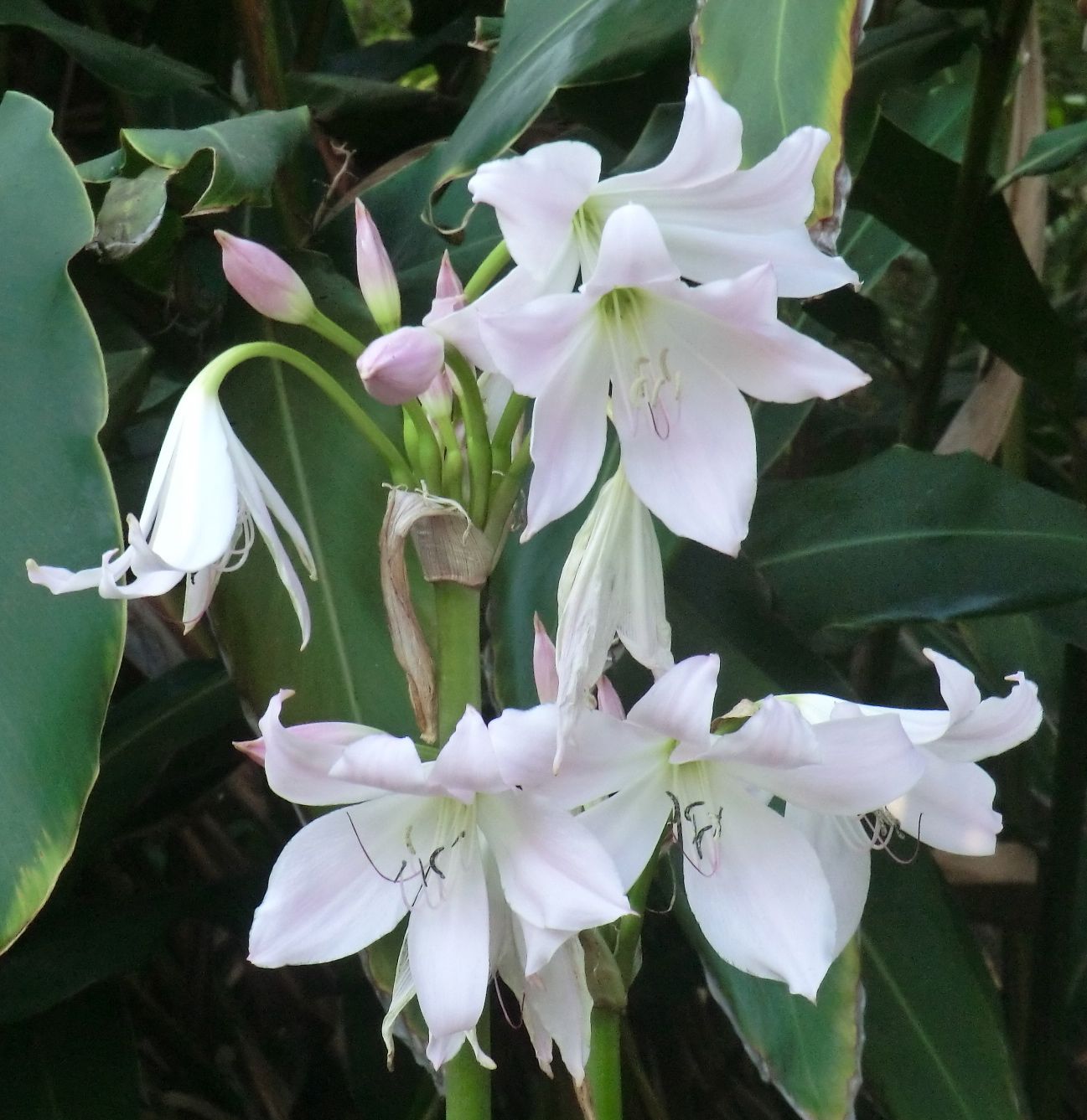 Crinum moorei	
