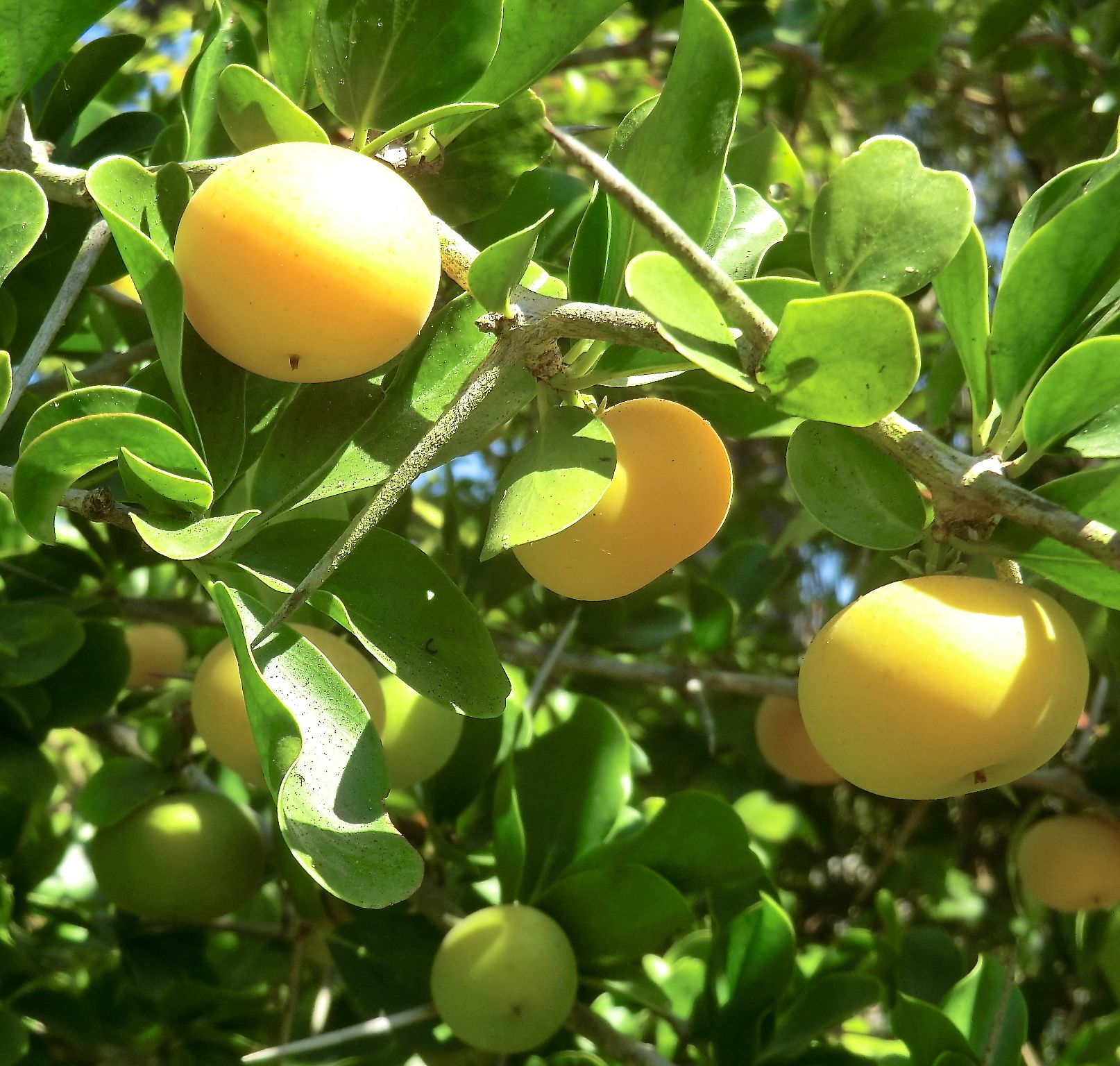 Dovyalis caffra	
