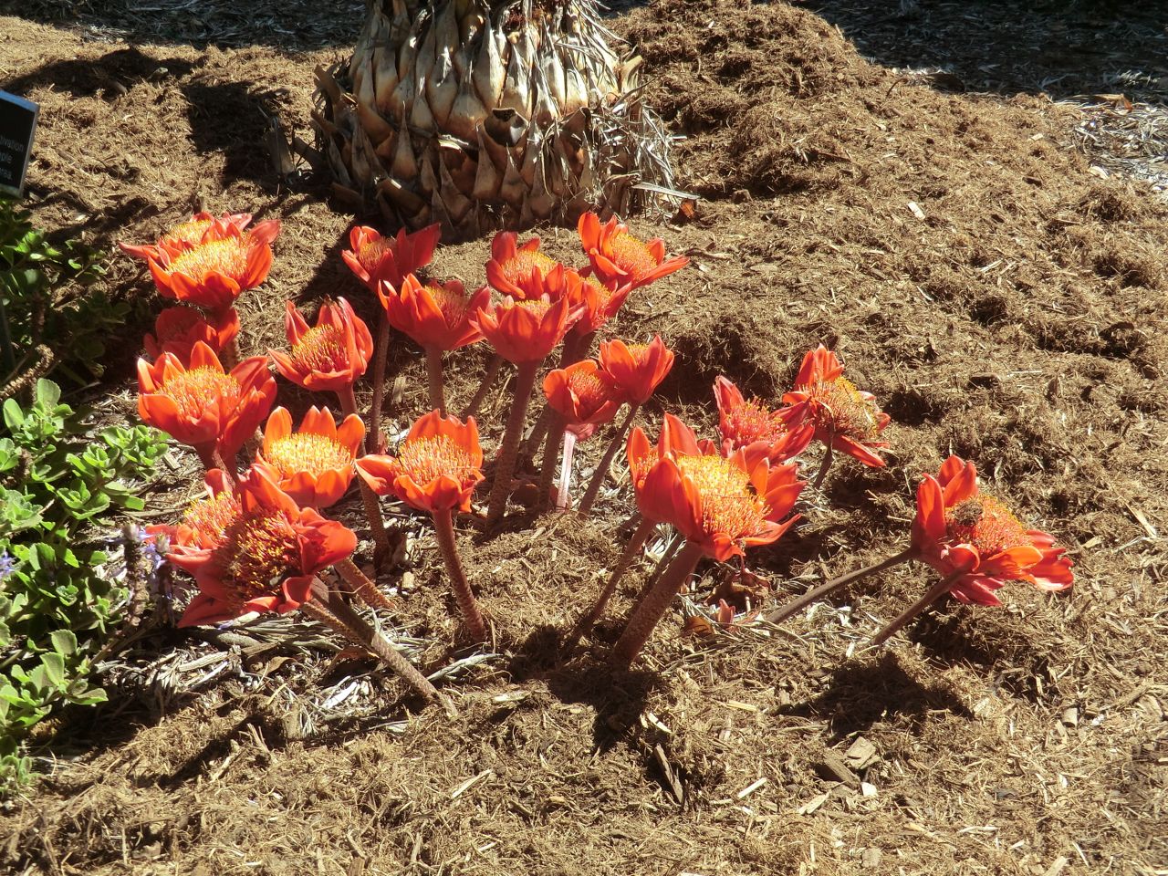 Haemanthus coccineus