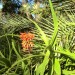 Aloe - Ethiopian (plant) thumbnail