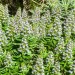 Echium - Blue Shrub (flower) thumbnail