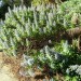 Echium - Blue Shrub (plant) thumbnail