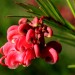 Grevillea - Noellii (flower) thumbnail