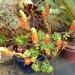 Echeveria - Red (plant) thumbnail