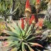 Aloe mutabilis (plant) thumbnail