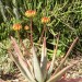Aloe capitata (plant) thumbnail
