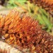 Aloe - Cat's Tail (flower) thumbnail