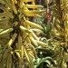 Aloe - Van Balen's (flower) thumbnail