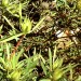 Conebush - Stream (plant) thumbnail
