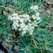 Buckwheat - Santa Cruz Island (plant) thumbnail