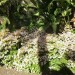 Jade plant (plant) thumbnail