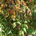 Tree Fuchsia (plant) thumbnail