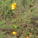 Flannelbush - Mexican (plant) thumbnail
