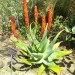 Arabian Aloe thumbnail