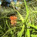 Aloe - Ethiopian (plant)	 thumbnail