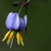 Tasman flax lily (flower) thumbnail