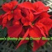 Poinsettia	 thumbnail