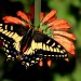 Lion's tail / Tiger swallowtail	 thumbnail