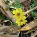 Bidens, burr marigold (flower)	 thumbnail