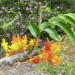 Moreton bay chestnut (flower) thumbnail