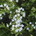 Breath of heaven = confetti bush (flower) thumbnail