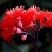 Red flowering gum thumbnail