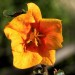 Flannelbush - Mexican (flower)	 thumbnail