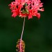 Hibiscus, Coral	 thumbnail