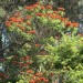 African tulip tree	 thumbnail