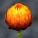 Strawflower thumbnail