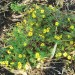 Bidens, burr marigold (plant) thumbnail