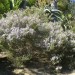 Breath of heaven = confetti bush (plant) thumbnail